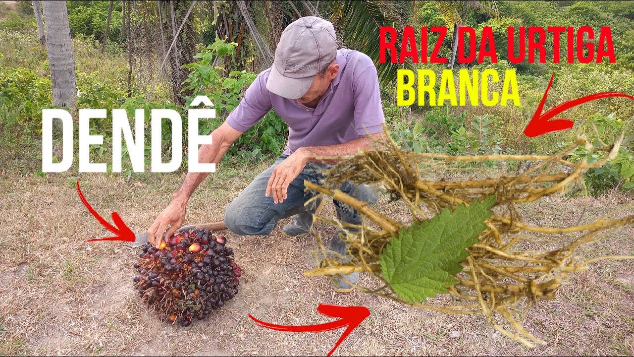 INDO EM BUSCA DO DENDÊ E A RAIZ DE URTIGA-BRANCA