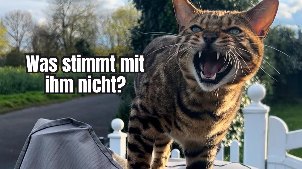 Bengal Kater trifft auf den Nachbars Hund  😱 ￼