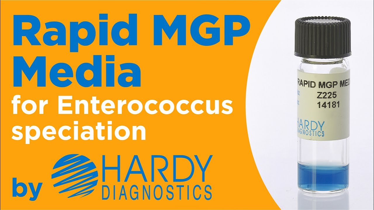 Rapid MGP Medium for Enterococcus speciation by Hardy Diagnostics