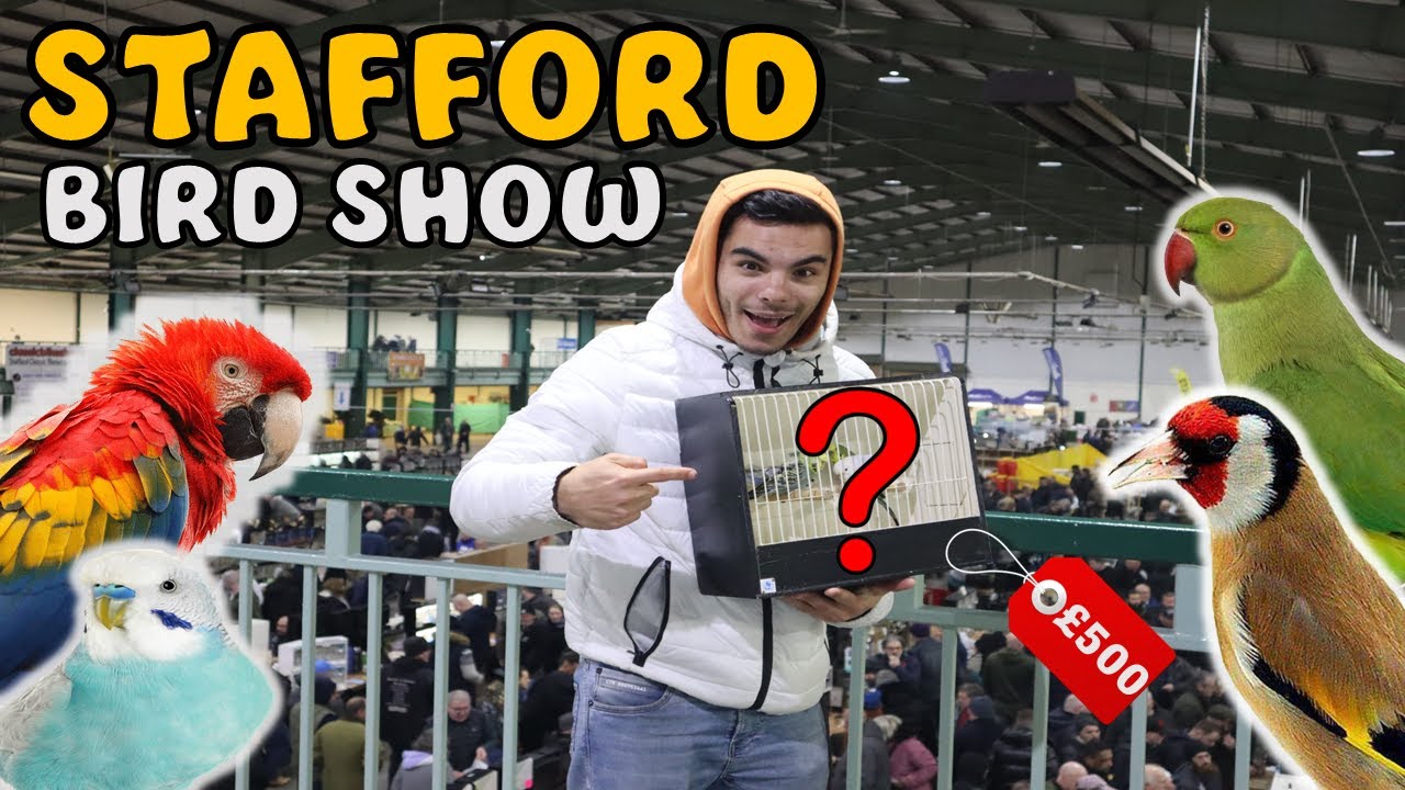 Stafford Spring Bird Show Experience MARCH 2023 | Lucas Ferraz #staffordbirdshow