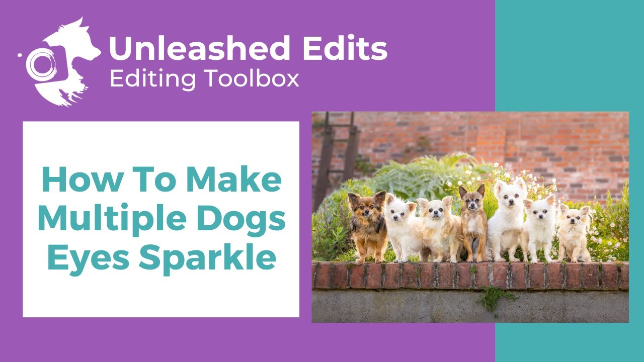 How To Make Multiple Dogs Eyes Sparkle  - Dog Photography Editing