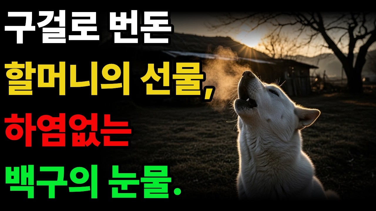 평생 구걸한 할머니의 선물, 하염없는 백구의 절규  #감동사연 #진돗개사연 #황혼사연 #백구 #강아지 #드라마 #오디오북 #시니어