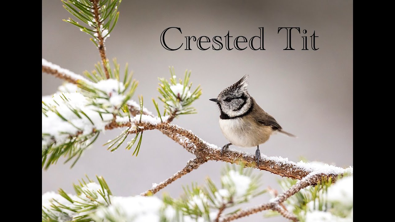 Crested Tits