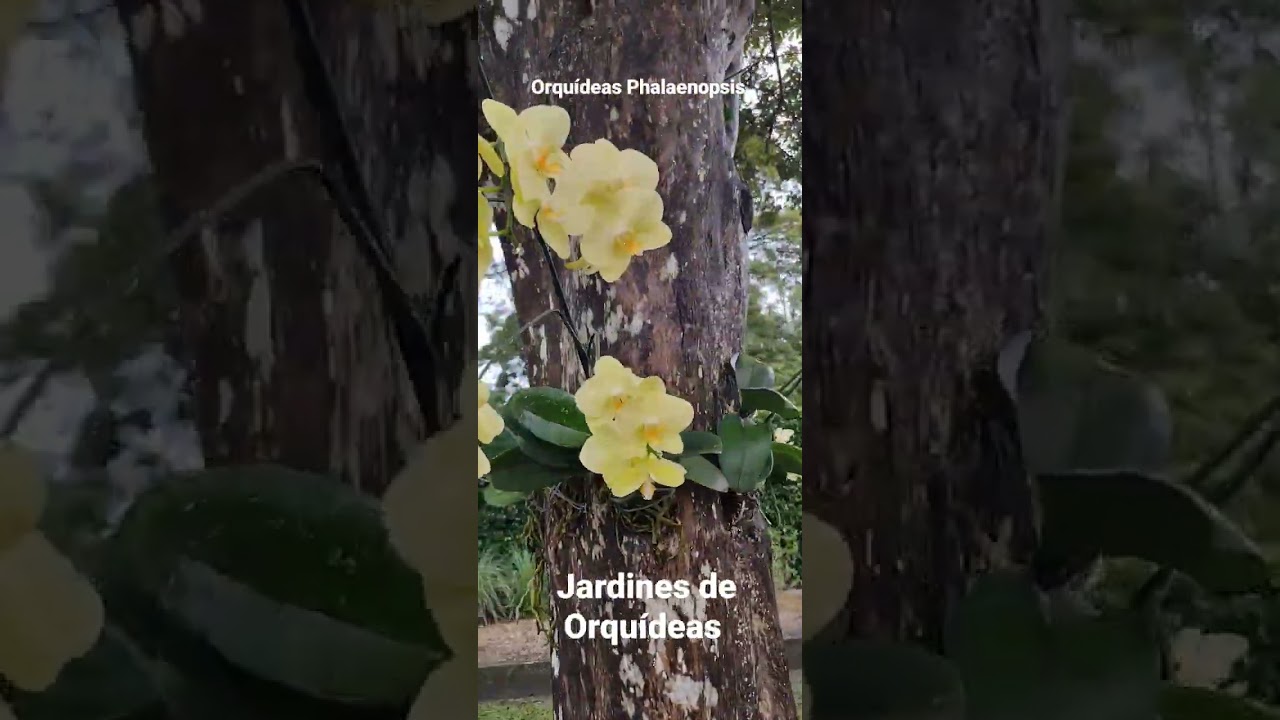 Jardines de Orqu&iacute;deas - Orqu&iacute;deas Phalaenopsis en troncos