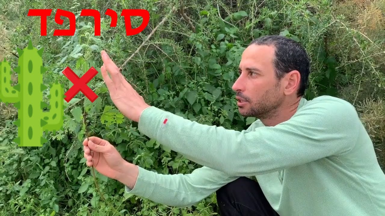סרפד|צמח מחזק ועשיר|בשימוש נרחב ברפואת הצמחים|סרפד גדל בשפע במחוזתינו
