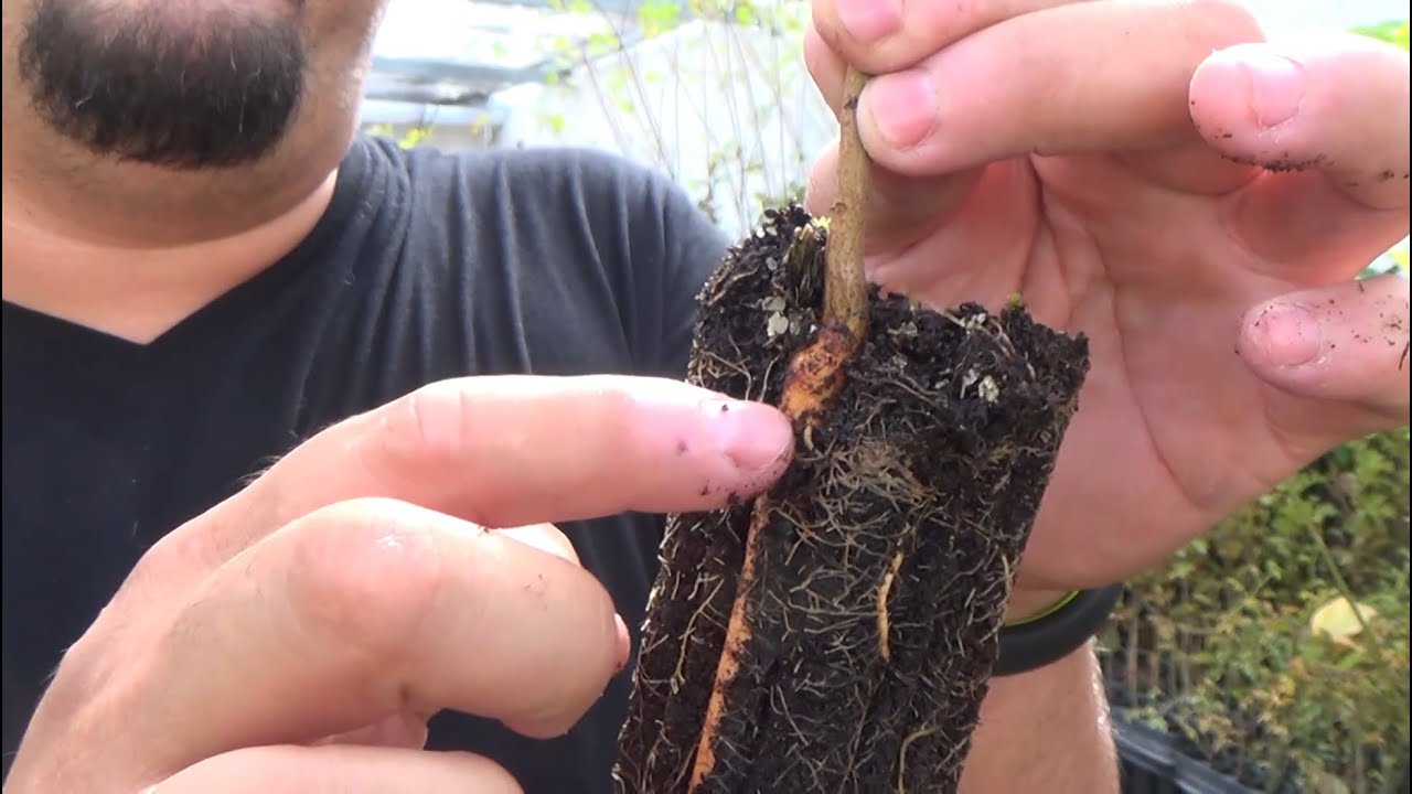 Plantar los nuevos Bonsai Zero