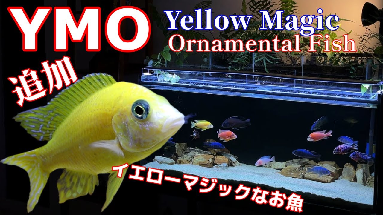 【アクアリウム/熱帯魚水槽】黄色い高級シクリッドを追加したら水槽内の景色が魔法のように美しくなった/その前にプレコに苔を喰わせてわかりやすすぎるビフォーアフター