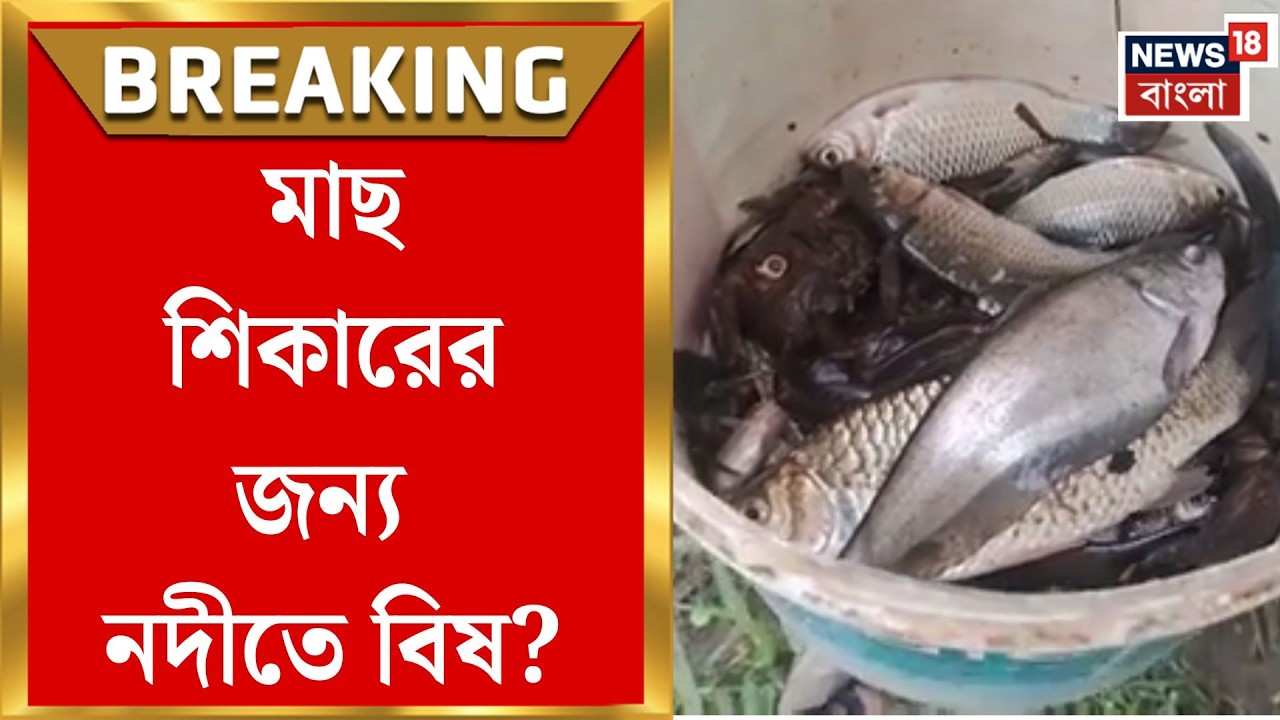 Jalpaiguri News | করলা নদীতে হঠাৎ মাছের মড়ক! জলপাইগুড়িতে চাঞ্চল্য | Bangla News