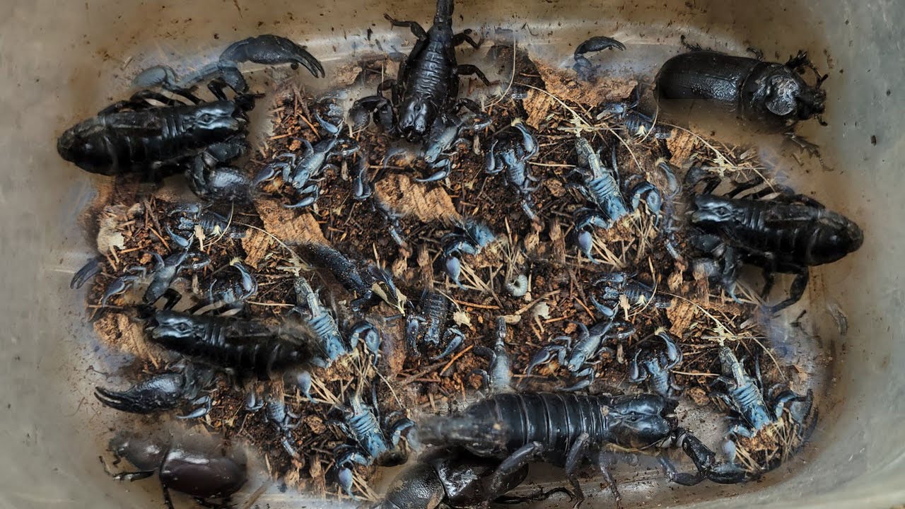 OMG Catch The Dangerous Insects Scorpion In Hole Ground, so Scary