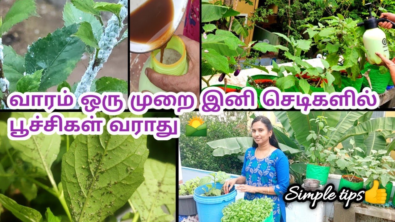மாடி தோட்டம் செடிகளில் இந்த வாசனை இருந்தால் பூச்சிகள் ஓடிவிடும்🌱பூச்சிகள் வராது🏡/poochi viratti