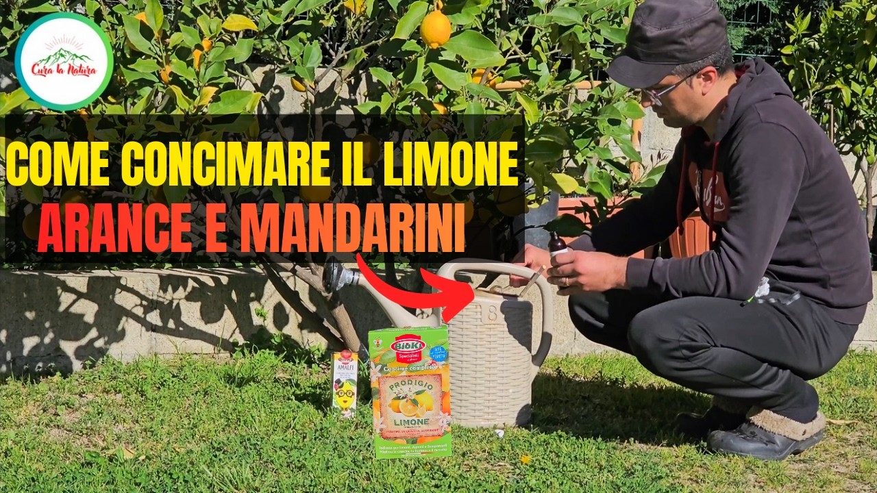 🍋🍊 IL MIGLIOR CONCIME CHE UTILIZZO PER GLI AGRUMI: AMALFI E PRODIGIO DELLA BIOKI