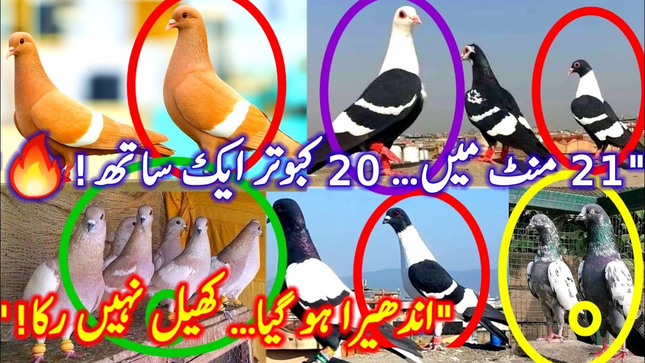 Caught 20 Pigeons in Just 21 Minutes | Unbelievable Night Challenge!