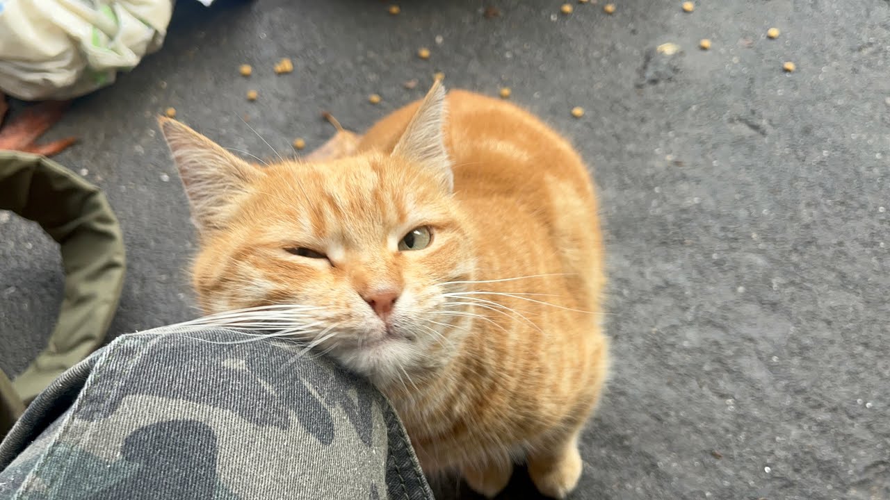 The Orange Cat Rubbed Against Me First Time — My Heart Melted