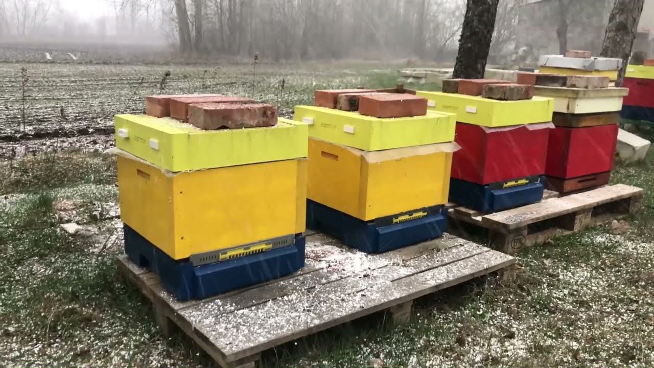 Nawrót zimy. Czy i jak pomóc pszczołom w marcu?