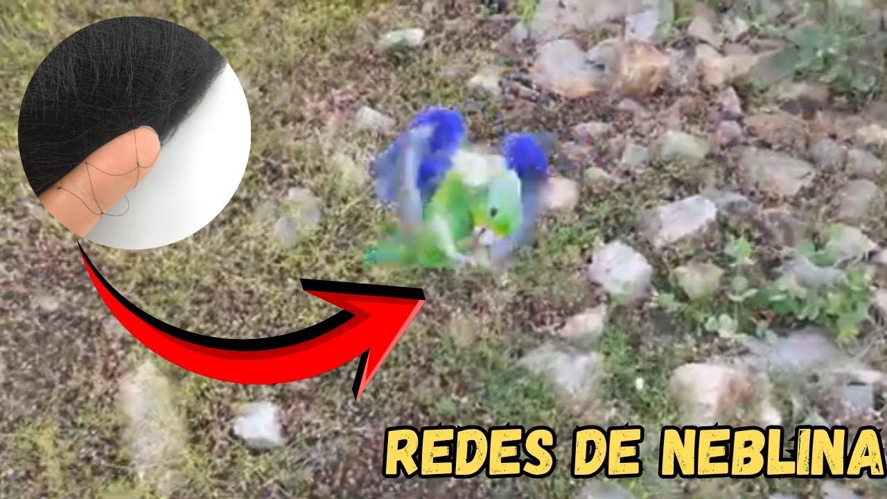 Rede invisivel para pegar passarinho Rede de neblina