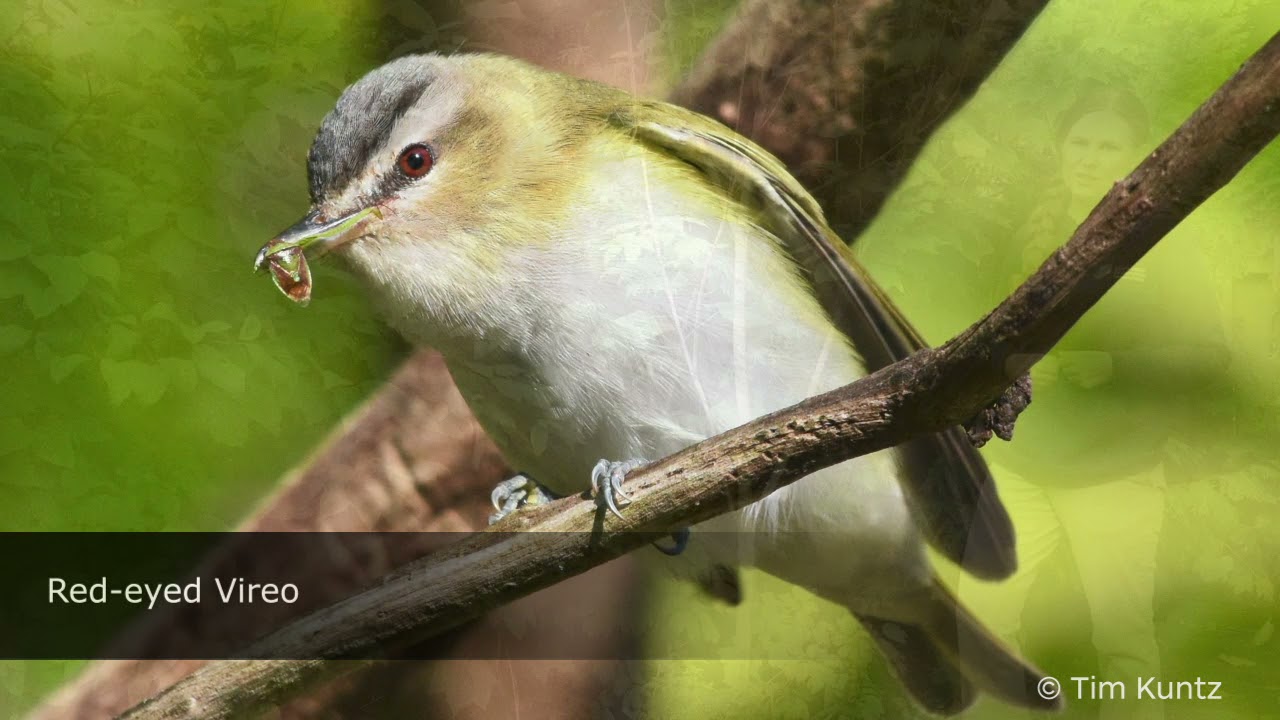 Top Tips for Bird-Friendly Yards