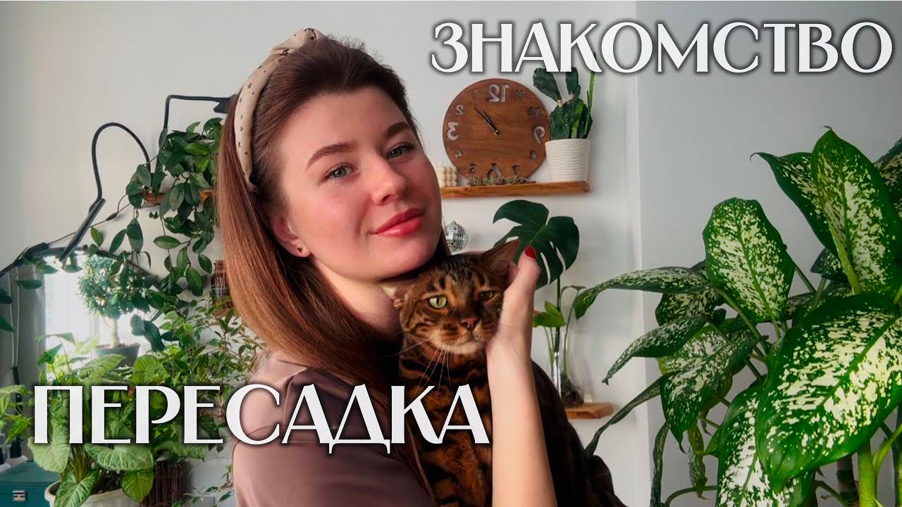 Познакомимся и пересадим растения 🪴 моё второе видео