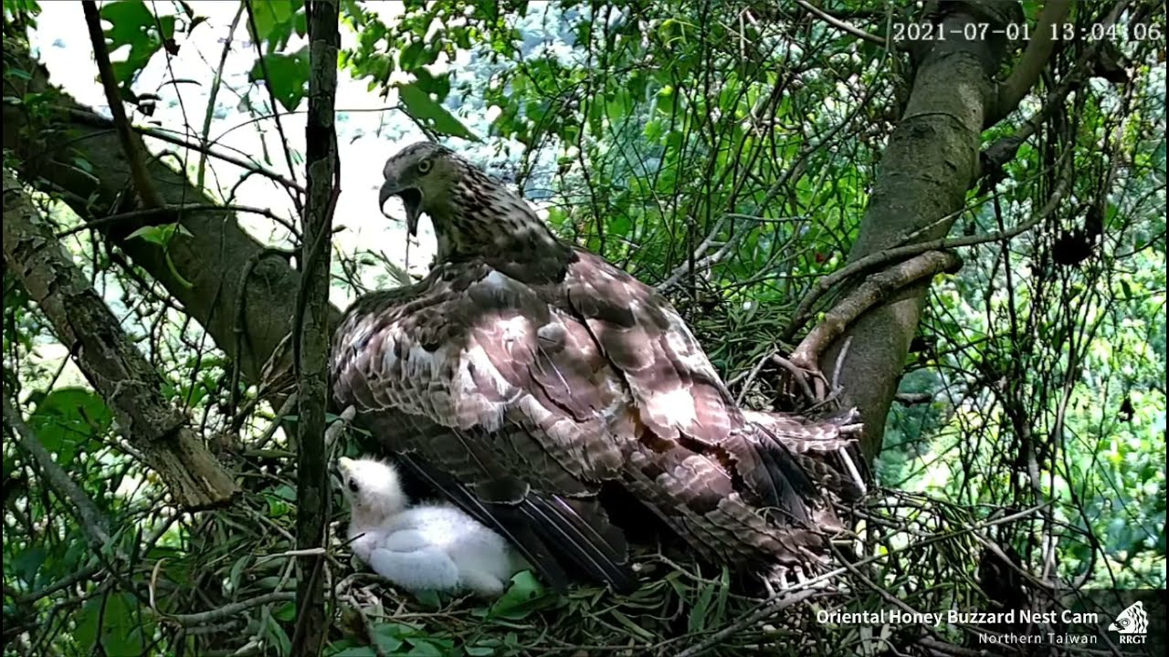 (7/1 猴群襲來) 東方蜂鷹巢位直播回顧 Oriental Honey Buzzard Nest Cam ハチクマの子育て生中継