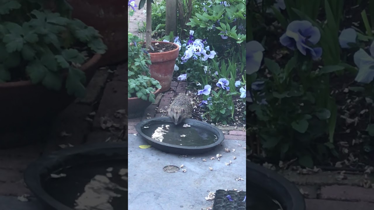 Egel in de tuin