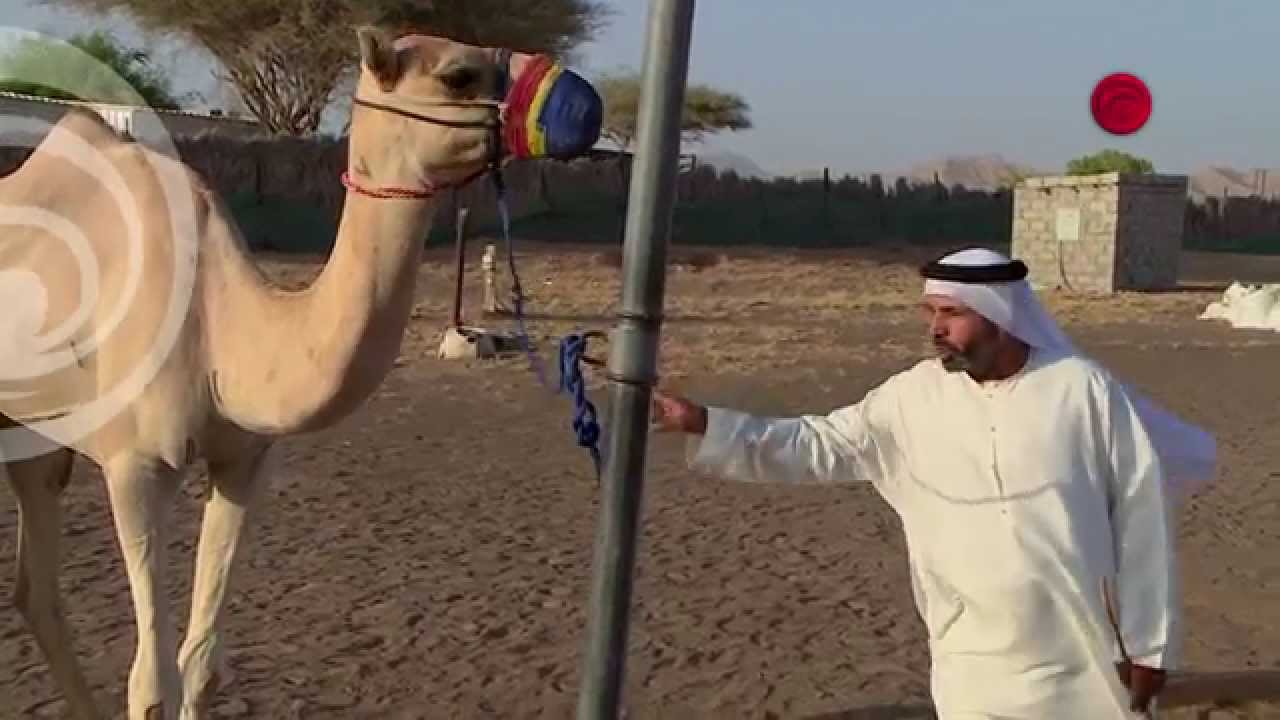 برنامج العوادي - الحلقة الخامسة - على شاشة بينونة