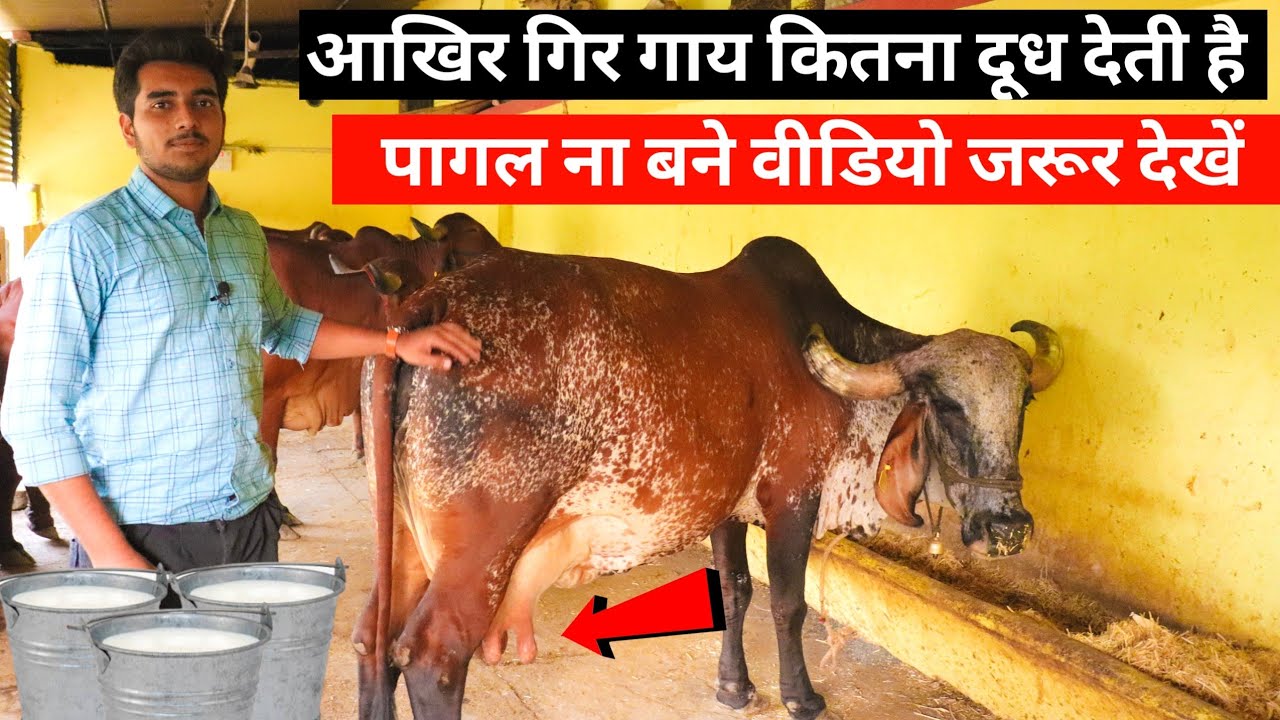 गीर गाय कितना दूध देती है || इस वीडियो को अवश्य देखें | Gir cows milk records