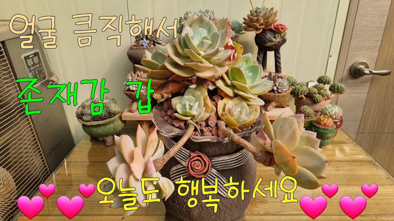 얼큰이 💕백봉💕 목대 짱짱해서 해서 자구 많이 달아줄듯 해요~♡한인물 해주겟죠🤭😅😊🥰😆