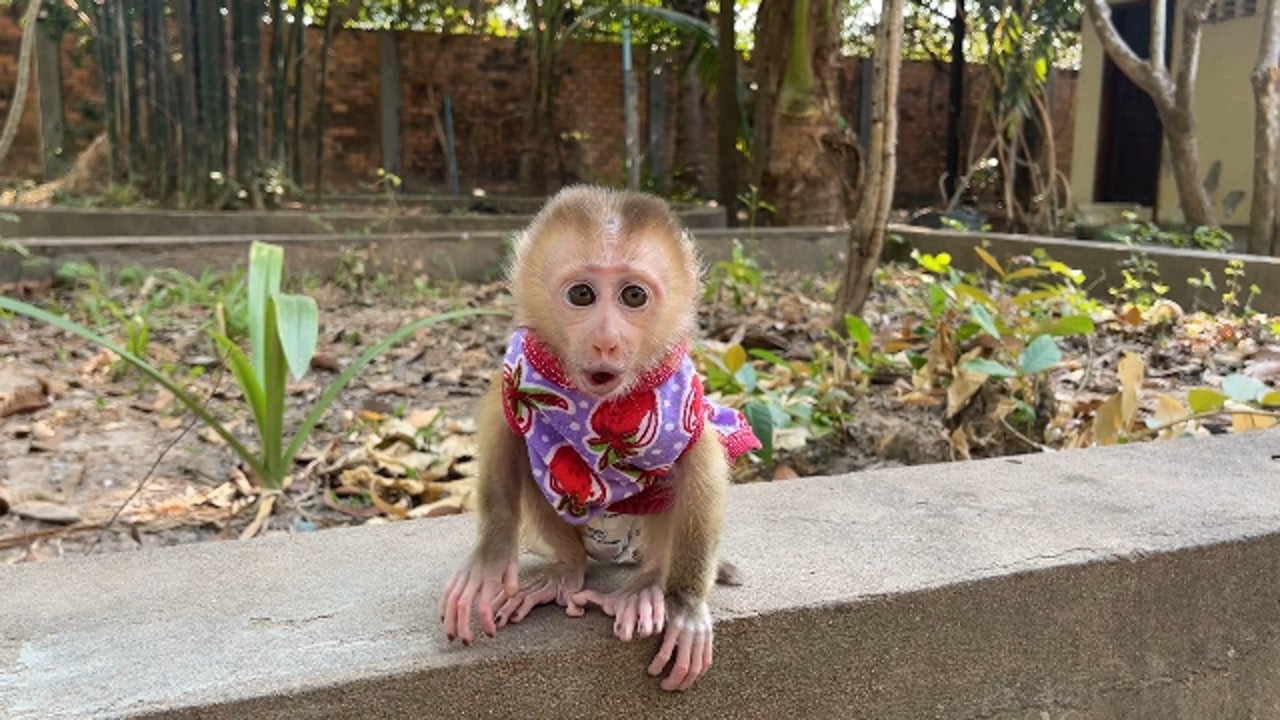 Lil Ronaldo CRY Maoming Lo0sing His Mommy