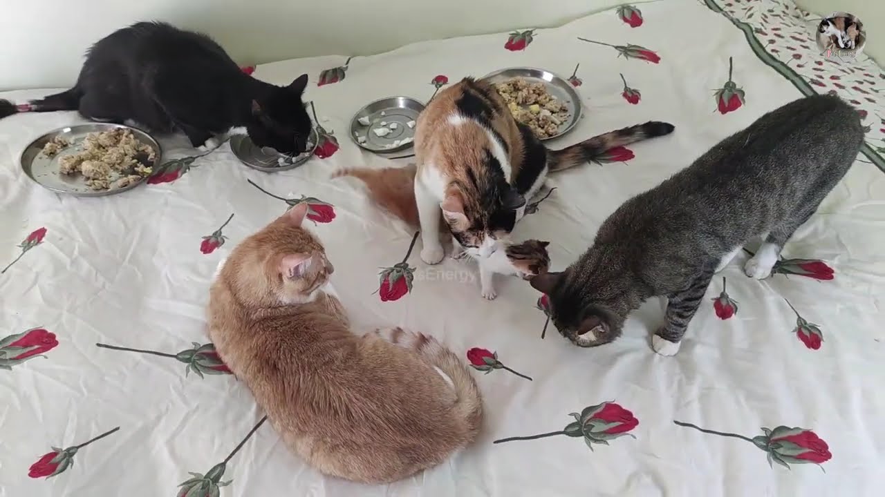 Day 20 Queen Cat Fitness Father Cat Leo Uncle Cat Mind Friend Cat Oscar Enjoying A Delicious Meal
