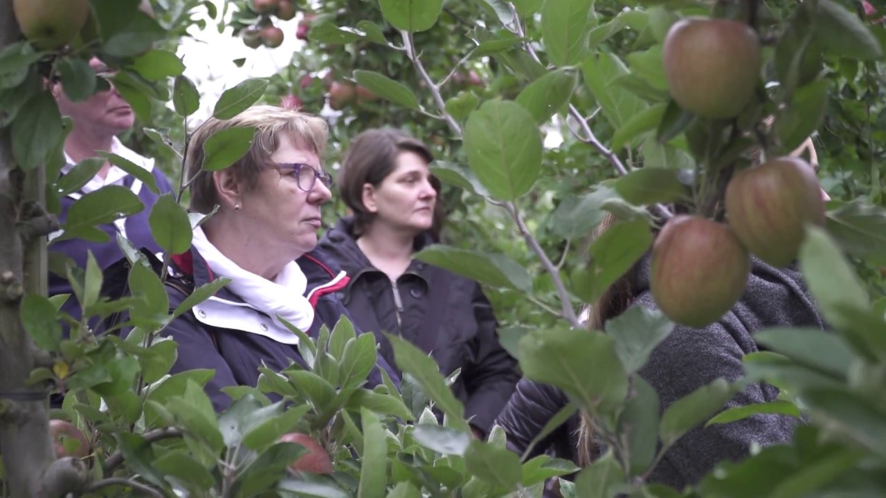 REWE-Richrath: Äpfel aus Wachtberg