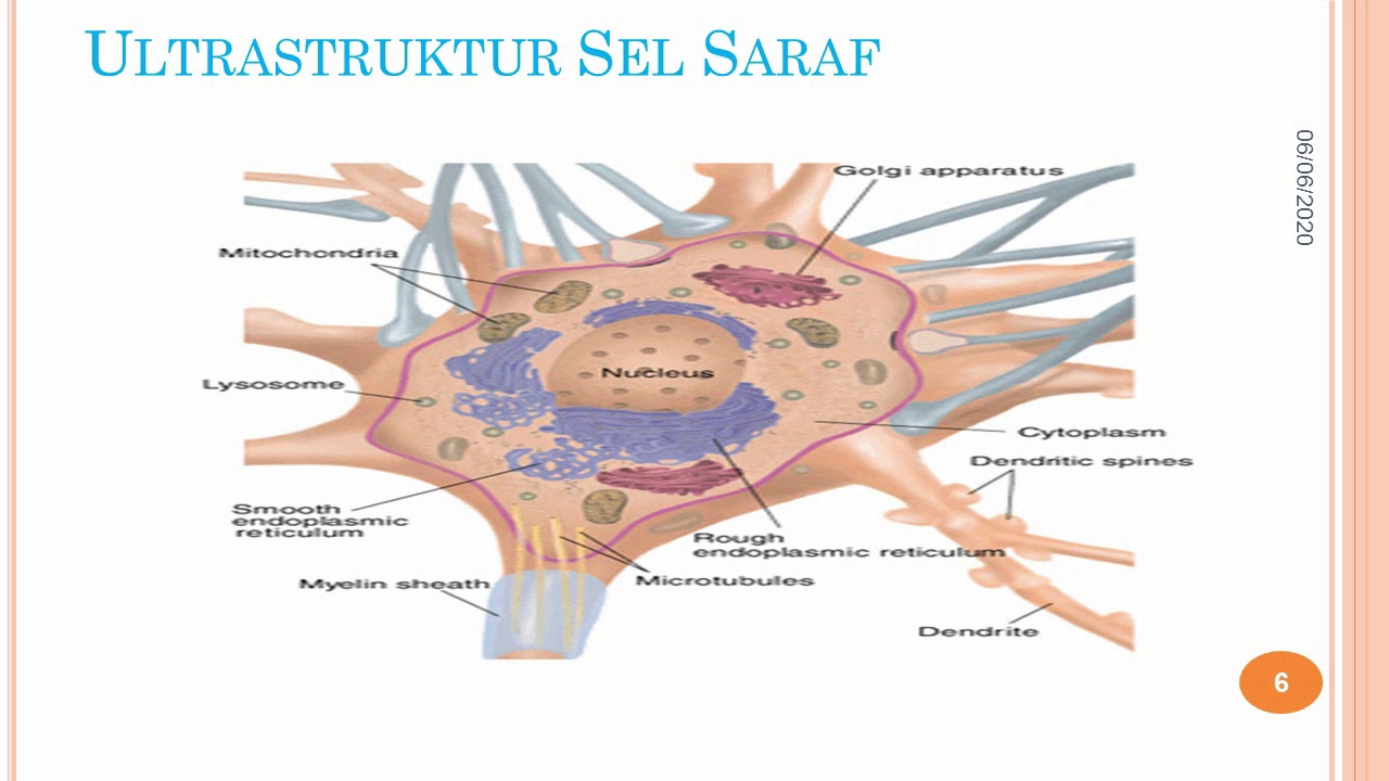 Histologi Jaringan Saraf dan Sistem Saraf (video 1 dari 3)