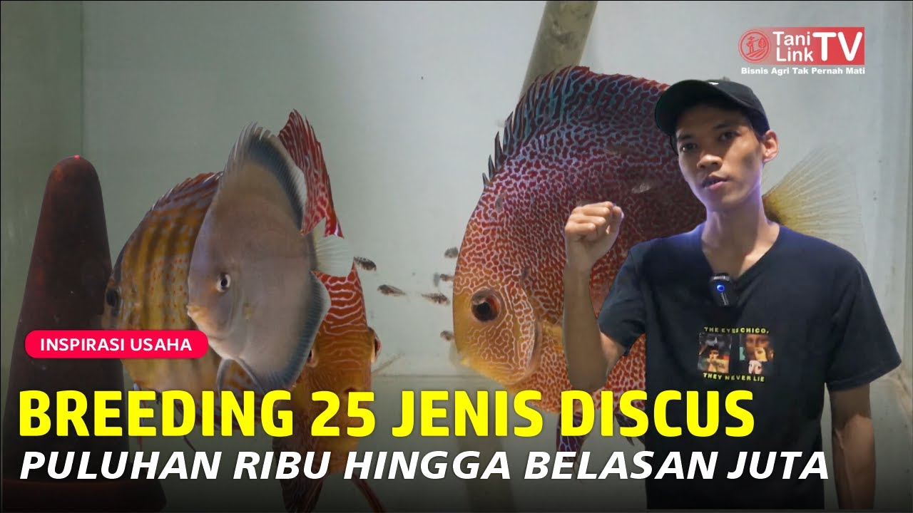 Rahasia Sukses Breeding Ikan Discus: Tips Perawatan yang Harus Diketahui