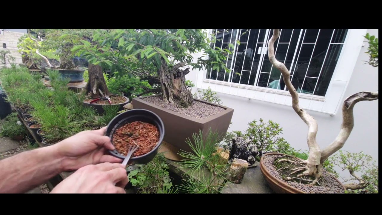 MANUTENÇÃO EM PINHEIRO NEGRO | Como Fazer Bonsai