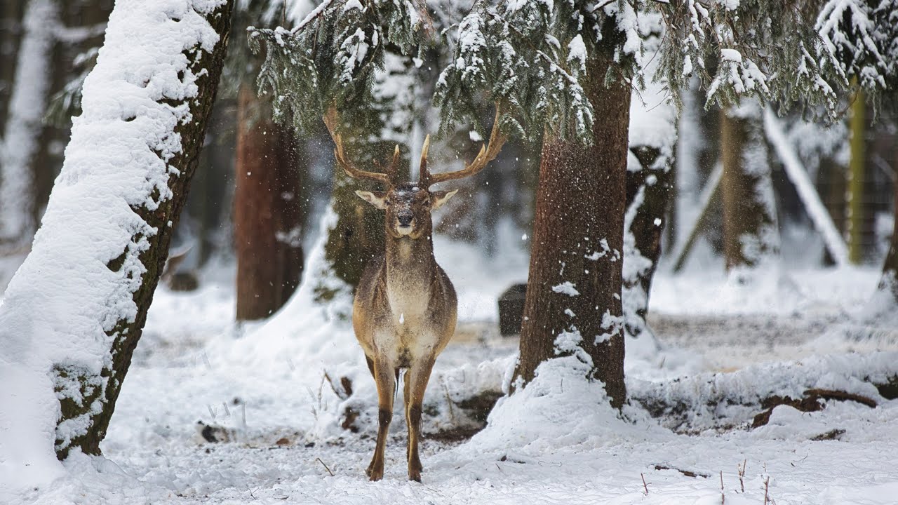 Wildpark Poing Winter 2022