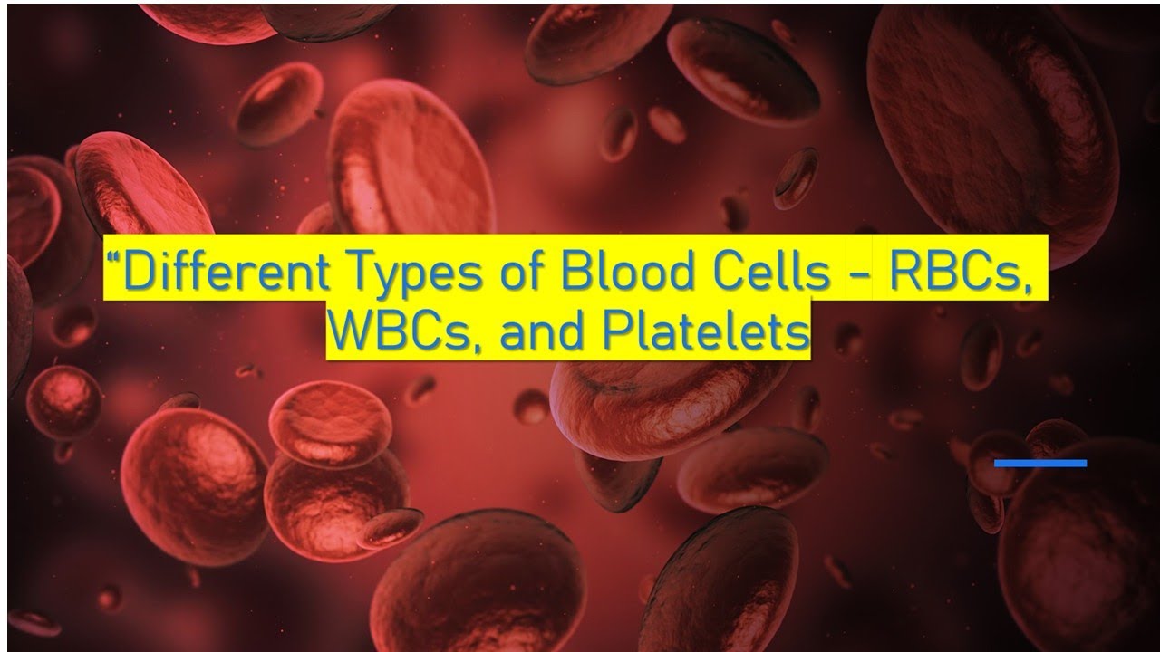 🩸 Different Types of Blood Cells | RBCs, WBCs, and Platelets Explained