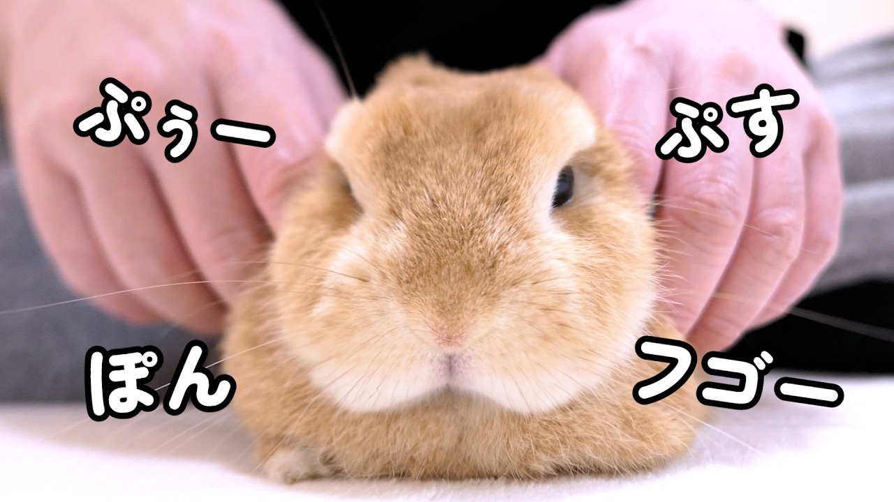 聞いたことない声で喋り続けるうさぎが可愛いので見て欲しい