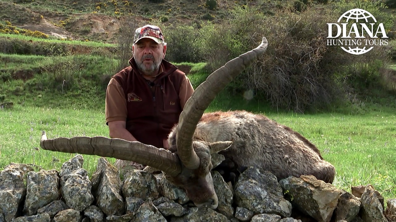 Hunting spanish ibex
