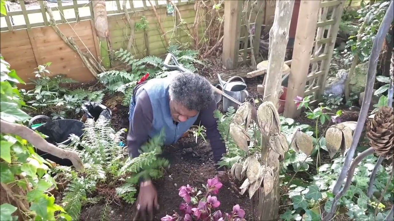 Planting Hostas In A Dry & Difficult Position - What To Do with Hostas Eaten By Slugs & Snails