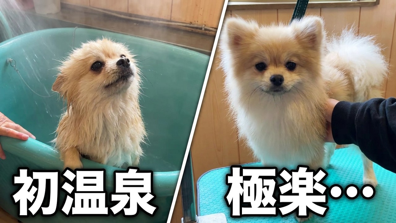 【初お風呂】ポメラニアンの温泉デビューが可愛すぎた｜エンゼルフォレスト白河高原 貸切温泉＆Snow Peakカフェ
