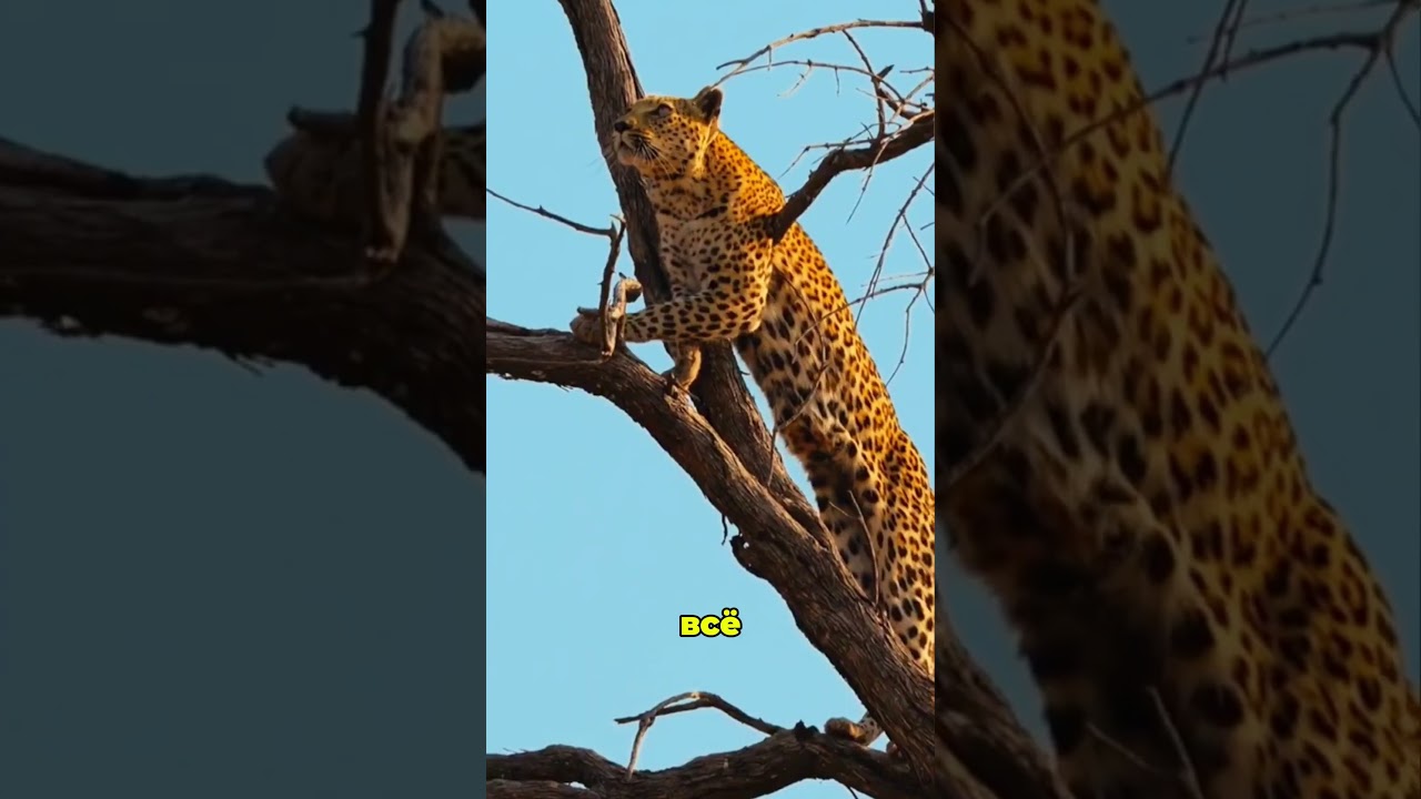 Обезьяна дразнила леопарда — и поплатилась за это 🐒🐆
