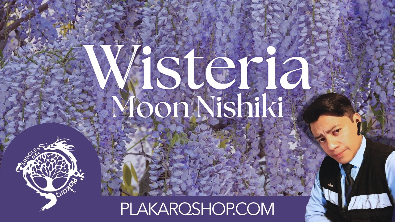 Wisteria VARIEGADA en México 🍃MOON NISHIKI | la glicina más exótica para colección