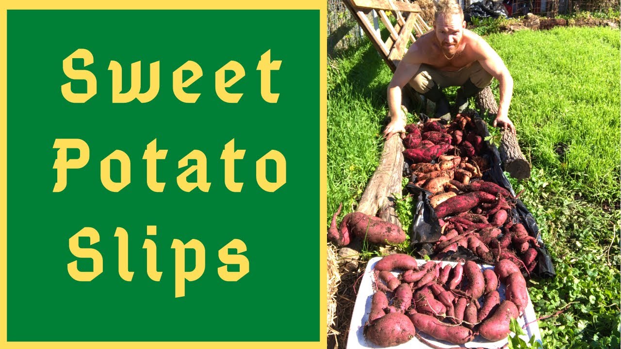 DIY Sweet Potato Slips - Grow Your Own