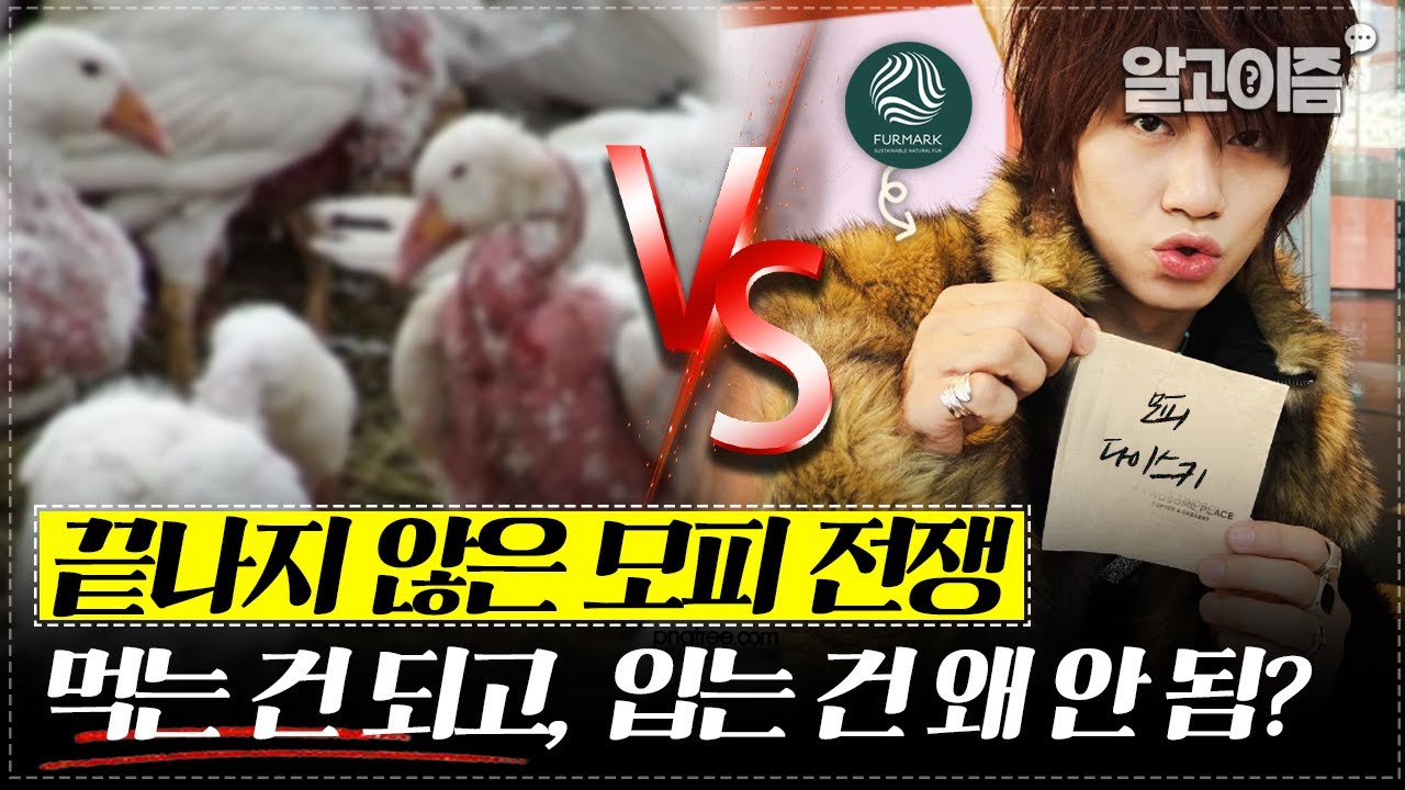 [알고이즘] 끝없는 모피 전쟁 ㅣ '모피를 입는 건 동물 학대' vs '동물을 먹는 건 되고 입는 건 왜 안 됨?' #알고이즘
