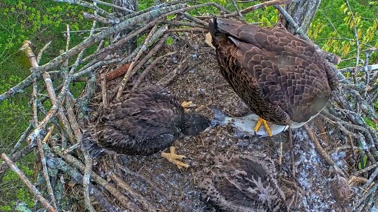 EP#418 #baldeagle Review birds in nest with nature #birdslovers #birdsounds #birdsnest #wildbirds