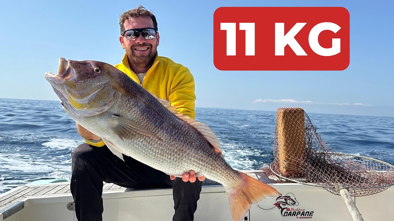 CANLI KALAMARA GELEN 11,5 KG SİNARİT !!!!