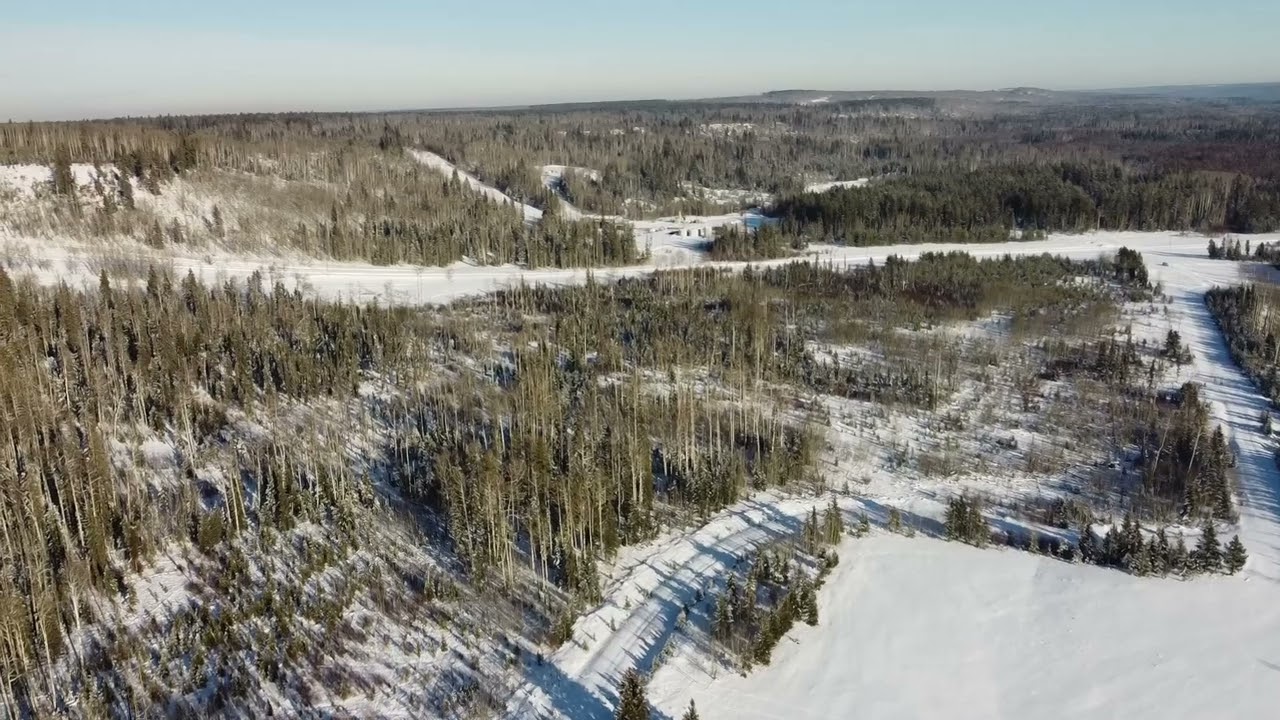 Droning Bearbeery, Alberta
