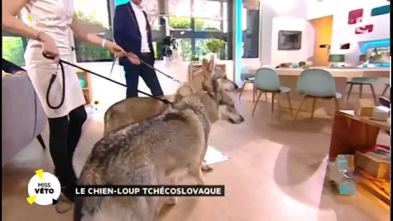Les chiens-loups