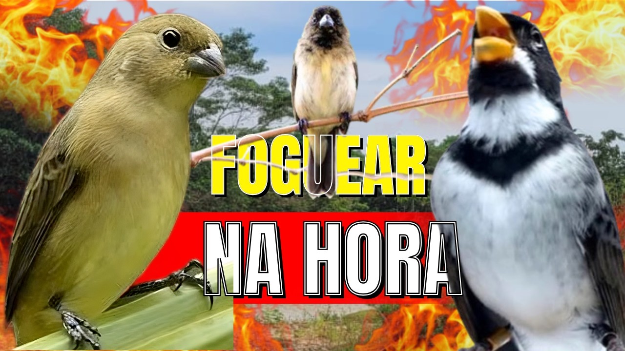 COLEIRO TUÍ-TUÍ FÊMEA CHAMANDO ENCARTE DE COLEIRO PARDOS ESQUENTA COLEIRO TUI TUI / COLEIRO TUI TUI