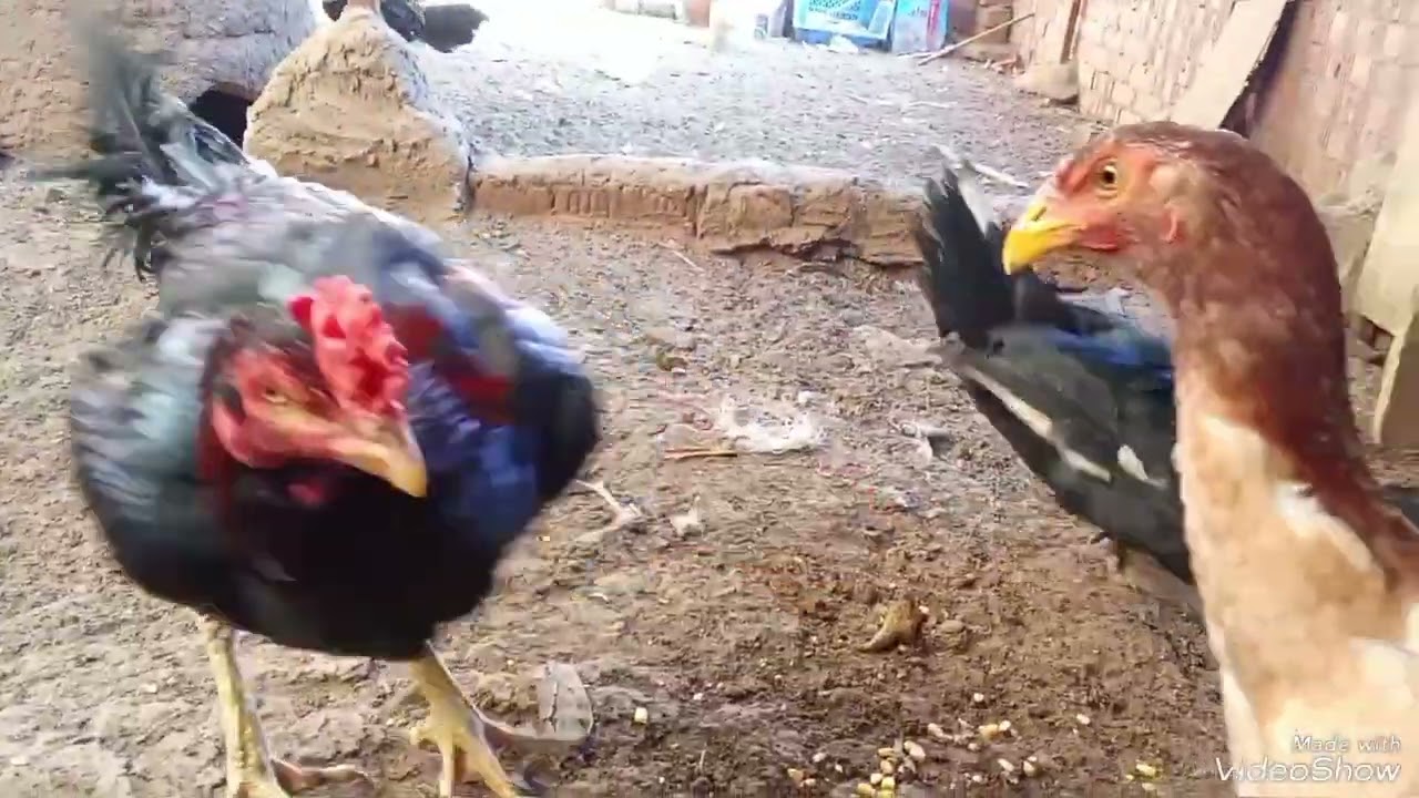 ايه هي مميزات الفراخ الهندي وايه هي عيوب الفراخ الهندي
