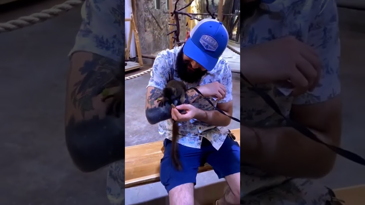 Feeding A Collared Lemur #discovery #nature #animalplanet #exotic #shorts #short