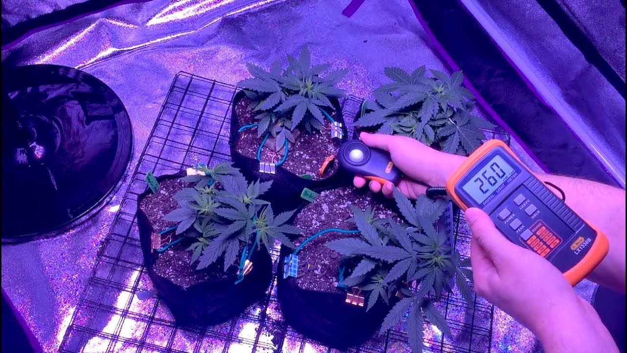 Maximize your Weed Yields with the same Grow Light | Lux & Par Meters